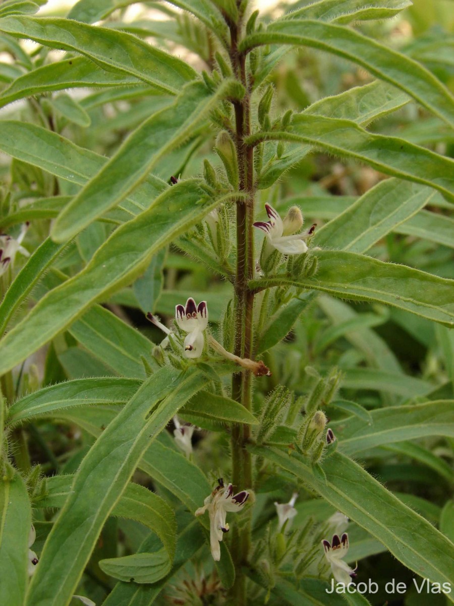 Andrographis echioides (L.) Nees